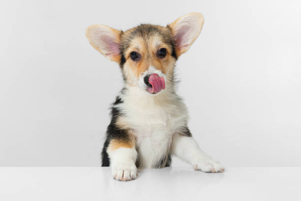 istock Close-up Corgi dog posing isolated over white background. 1341633108