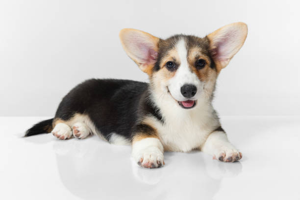 istock Beautiful corgi dog lying on floor and looking at camera isolated over white background 1341633112