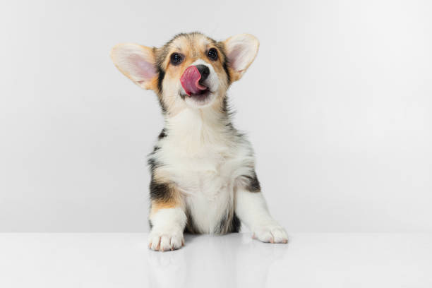istock Close-up Corgi dog posing isolated over white background. 1341633116