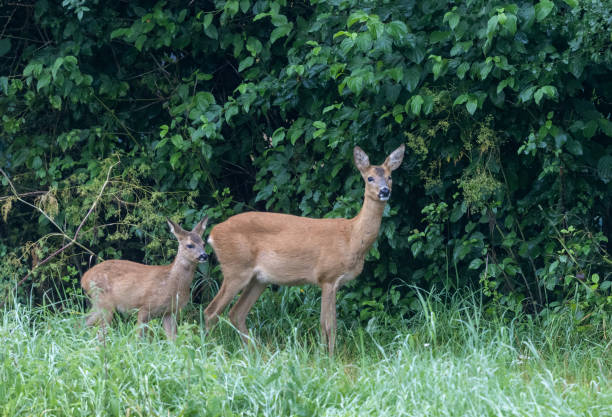 istock Doe and fawn 1341633203