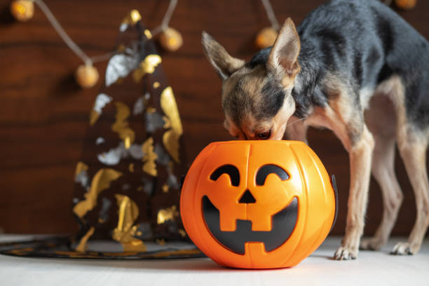 cane di halloween, vacanza felice, cucciolo divertente in cerca di una delizia in una zucca, cibo per animali domestici, cliniche veterinarie - candy cane foto e immagini stock