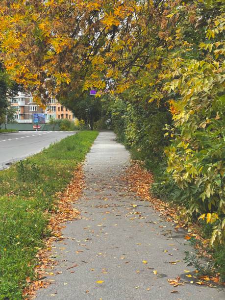 istock Alley in autumn trees 1341633501