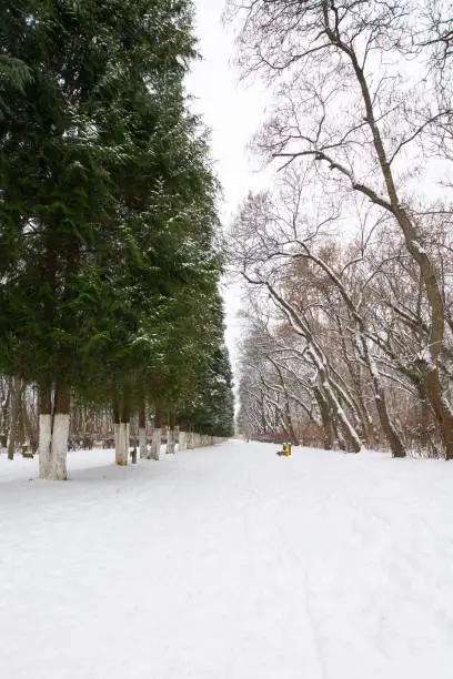 Photo of city park on a cloudy winter day