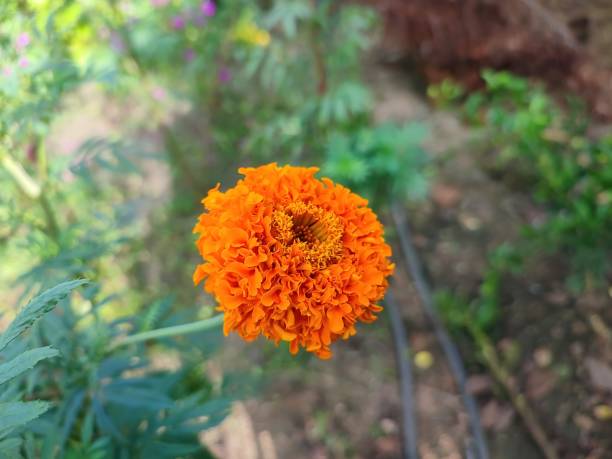 istock Selective focus of a beautiful Marigold flower 1341633738