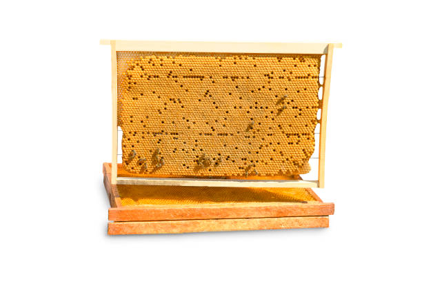wooden frames with honeycombs on white background
