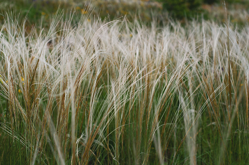 Summer background from field tall grass feather grass. Steppe plant Stipa close-up, nature outdoors