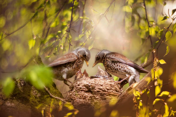 eltern des amselvogels füttern ihre küken im frühjahr im nest zwischen dem grünen laub - young animal nature outdoors branch stock-fotos und bilder
