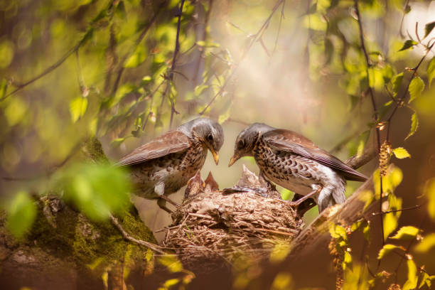 les parents de l’oiseau merle nourrissent leurs poussins dans le nid parmi le feuillage vert au printemps - nid doiseau photos et images de collection