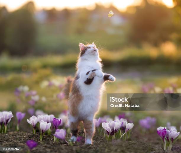 Fluffy Cat Walks Through A Spring Meadow Among Crocus Flowers And Catches Butterflies Stock Photo - Download Image Now