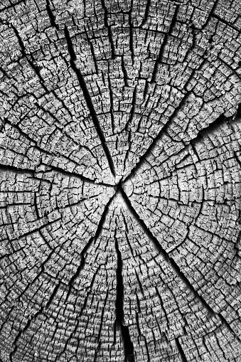 Black and white old wooden cut surface with cracks and annual rings. Rough and detailed texture of a felled tree trunk or stump.