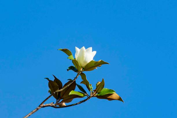 weiße große blume am zweig der immergrünen südlichen magnolie (magnolia grandiflora) mit grünen blättern vor blauem himmel. selektiver fokus. nahaufnahme. stadtpark "krasnodar". sommer 2021. - evergreen magnolia stock-fotos und bilder