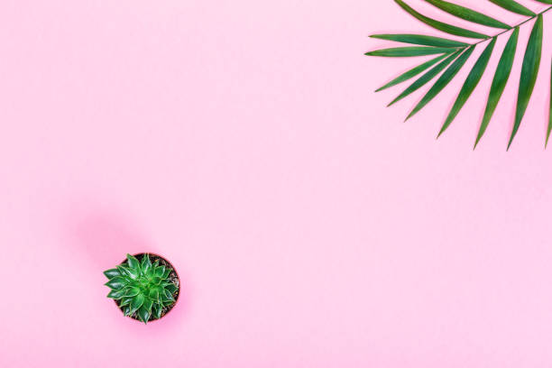 istock Succulent plant decorated palm leaves 1341637426