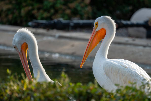 istock Pelicans Playing in the Water 1341637469