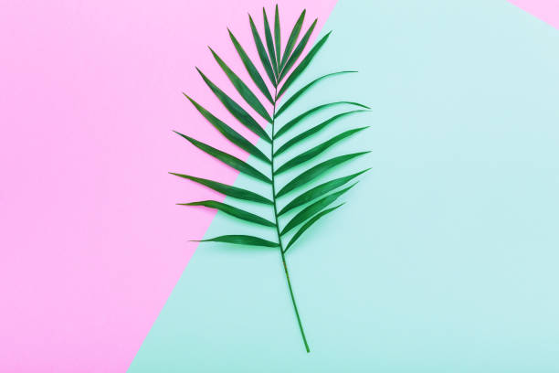 istock Palm green leaf on colorful backdrop 1341637538
