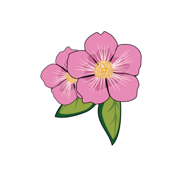 ilustrações, clipart, desenhos animados e ícones de ilustração de design de rosas de alberta - dogrose