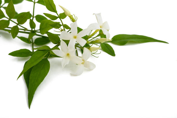 Jasmine plant with flowers Jasmine plant with flowers isolated on white background jasminum officinale stock pictures, royalty-free photos & images