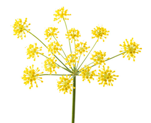 istock Wild fennel flowers 1341639882
