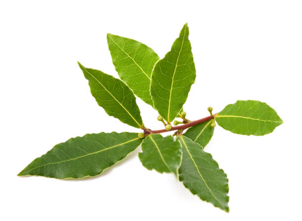 istock Laurel branch with berries and leaves 1341639907