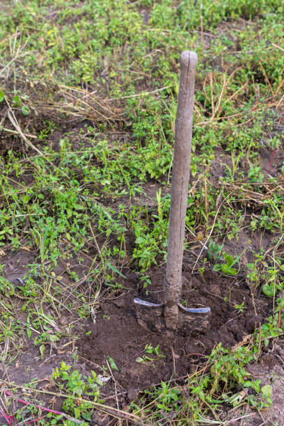 istock Old iron shovel stuck in the ground 1341640006