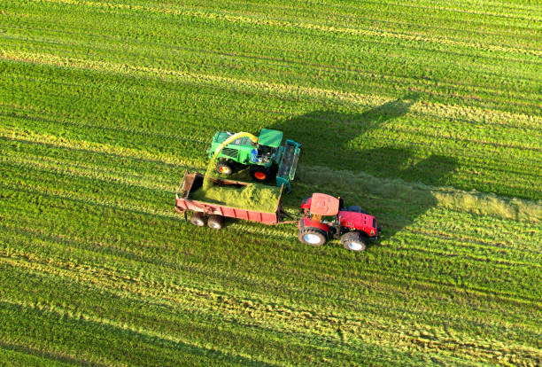 istock Forage harvester during grass cutting for silage in field. Harvesting biomass crop. 1341641155
