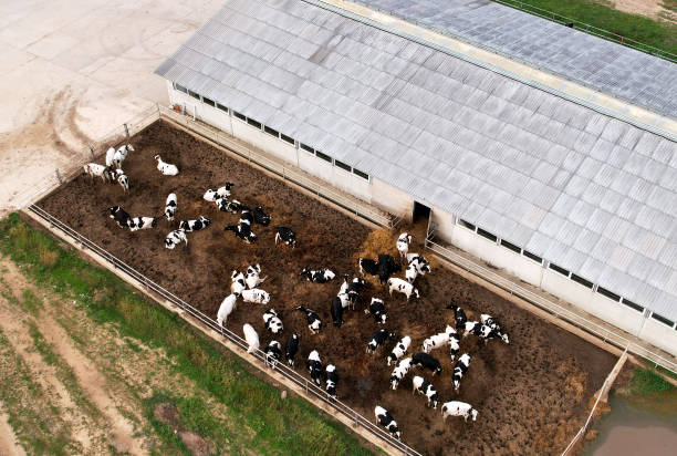ферма с коровами и свиньями в деревне. производство молока и концепция животноводства. - lamb animal farm cute стоковые фото и изображения