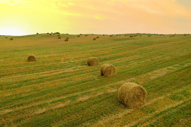 haystack in field on sunset. hay bale from residues grass. hay stack for farm animals. hay in rolls after round baler working in wheat field. - wheat sunset bale autumn imagens e fotografias de stock