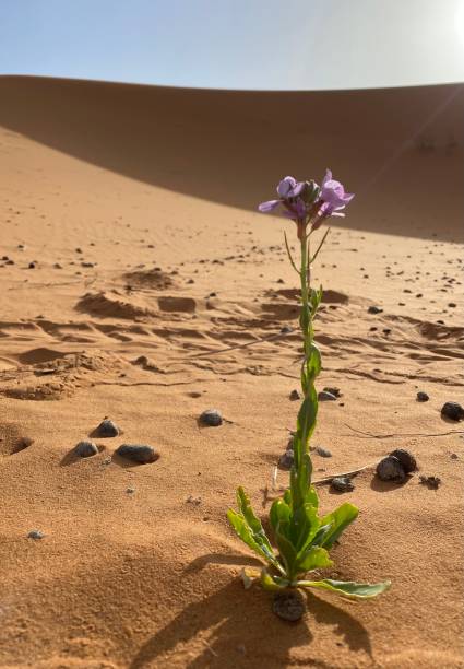 istock Hope of the desert 1341642768