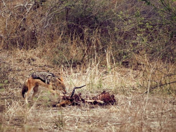 istock Blacked-Backed Jackal making a kill in wilderness 1341642960