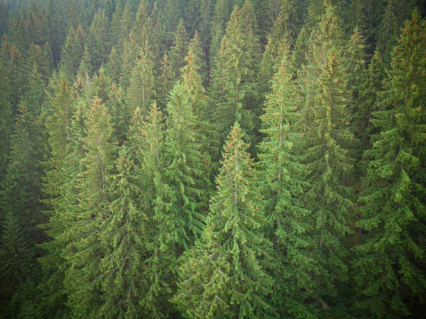 istock texture of green fir trees aerial view 1341644607