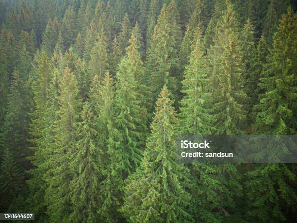 Fir Tree Textur Texture Of Green Fir Trees Aerial View Stock Photo - Download Image Now ...