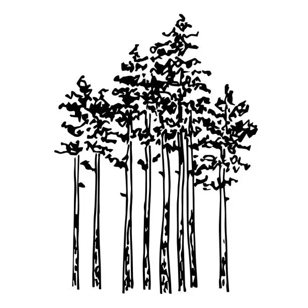 Vector illustration of Simple hand-drawn vector drawing in black outline. Coniferous pine forest, tall trees, nature reserve, landscape. Ink sketch.