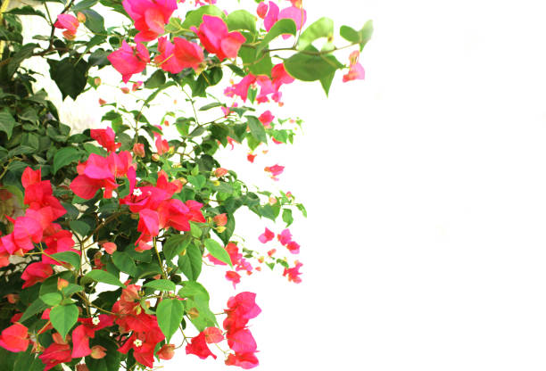 istock Pink bougainvillea on white background 1341648227