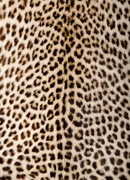 Authentic leopard skin.