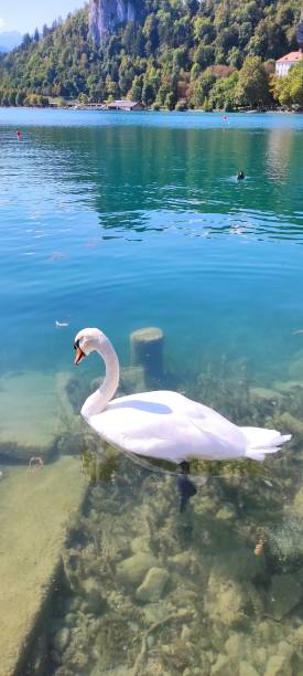 istock White Swan in Lake Bled, Slovenia 1341649057