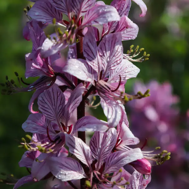 dictamnus. Pink-purple flowers bloom in the wild in drops of dew under sunlight
