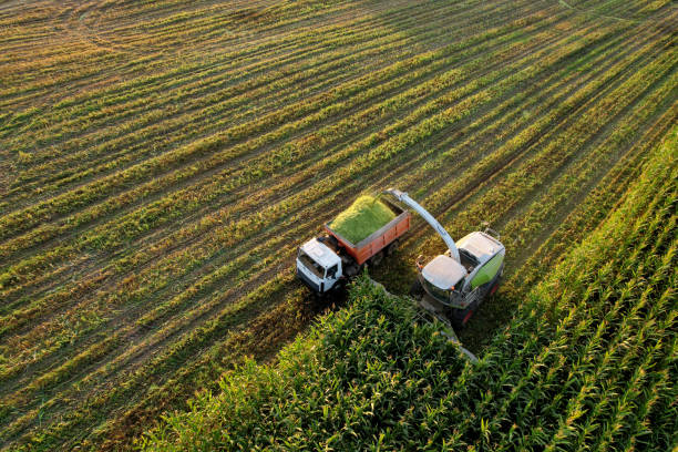istock Forage harvester on maize cutting for silage in field. Harvesting biomass crop. 1341649986