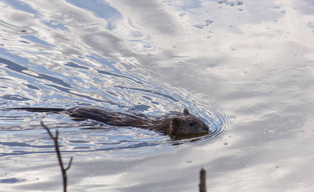 istock muskrat floats on water. the water reflects the sky 1341650192