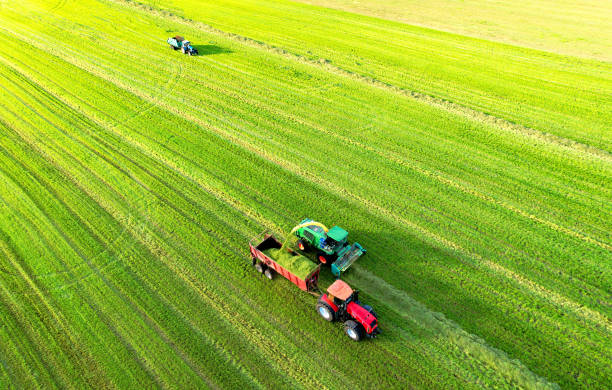 istock Forage harvester during grass cutting for silage in field. 1341650320