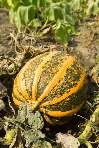 istock harvest of pumpkins 1341650356