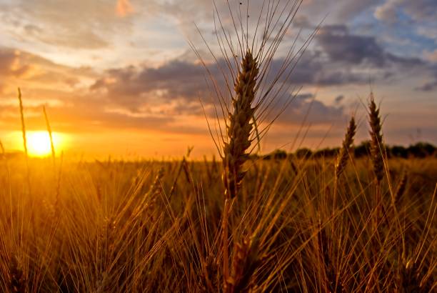 istock wheat field at the evening 1341650381