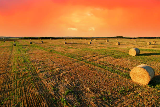 haystack on field on sunset background. hay bale from residues grass. hay stack for agriculture. - wheat sunset bale autumn imagens e fotografias de stock