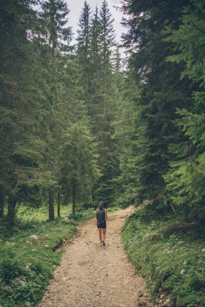 istock Female hiker follows trail through lush forest 1341650478