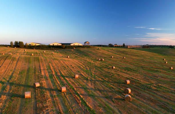 haystack on field on sunset sky. hay bale from residues grass. - wheat sunset bale autumn imagens e fotografias de stock