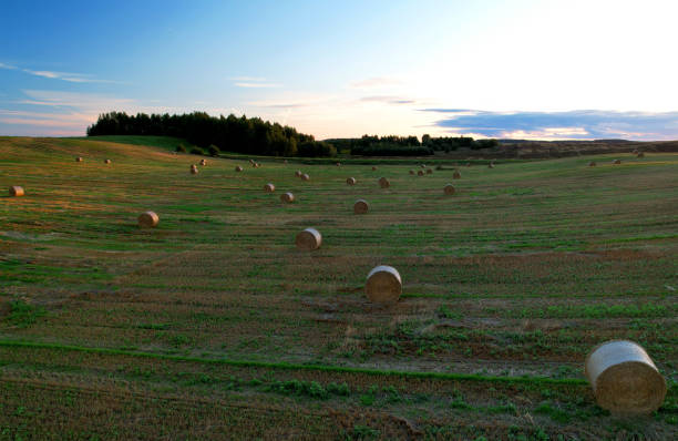 haystack on field on sunset sky. hay bale from residues grass. - wheat sunset bale autumn imagens e fotografias de stock