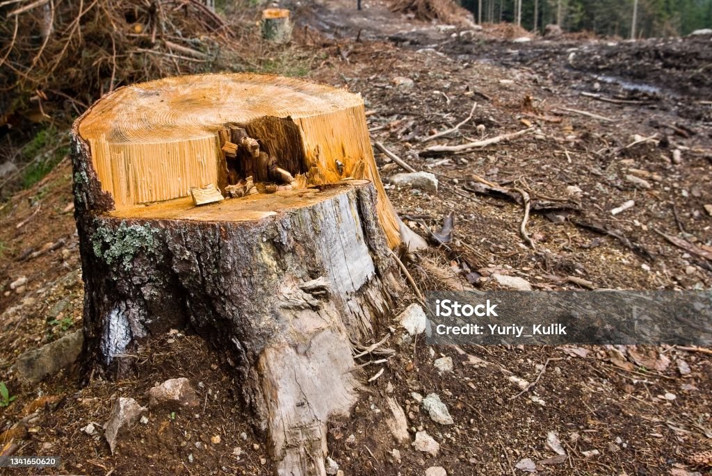 stump Color Image Stock Photo
