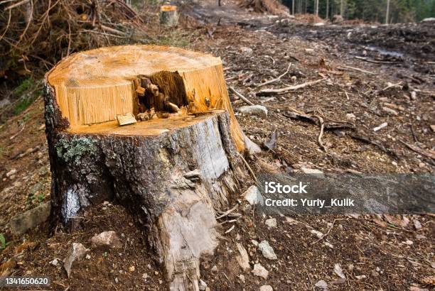 Stump Stock Photo - Download Image Now - Color Image, Copse, Day