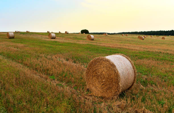 haystack in field on sunset. hay bale from residues grass. hay stack for farm animals. - wheat sunset bale autumn imagens e fotografias de stock