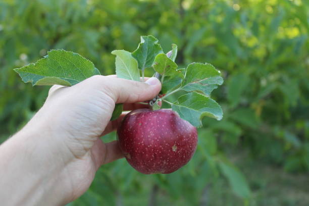 istock Foods and fruit 1341650886