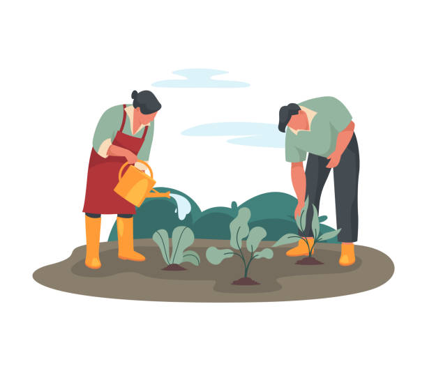 ilustrações de stock, clip art, desenhos animados e ícones de farmers watering a crop or on a garden bed - farm worker
