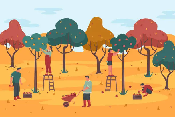 Vector illustration of People pick crop in a orchard, vector background